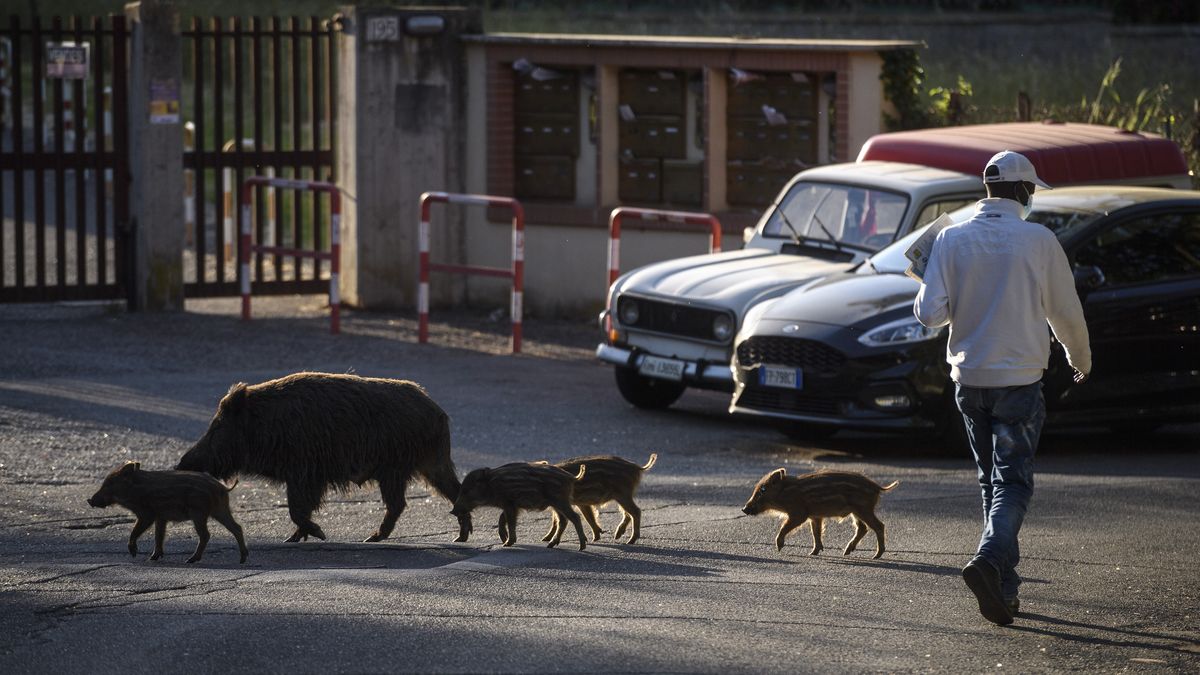 Fotky: Římem korzují divočáci, ve Věčném městě se přemnožila prasata